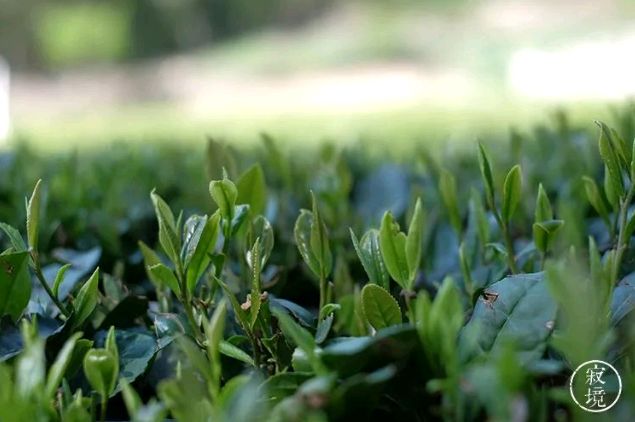 春天登山正确打开方式！这些藏在深处的秘境、美宿、茗茶在等着你！