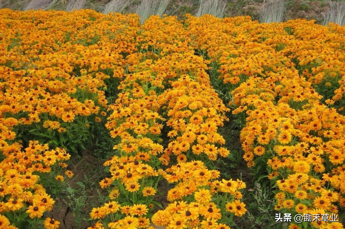 不低头始终向阳-黑心菊
