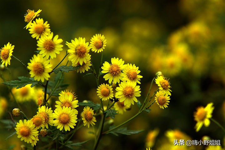 诗中寻汉字,诗中觅童趣