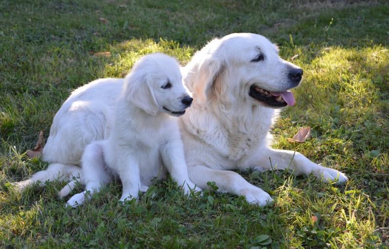 这7种狗公认无攻击性很适合家养,好养又便宜的五种狗有护主会打猎