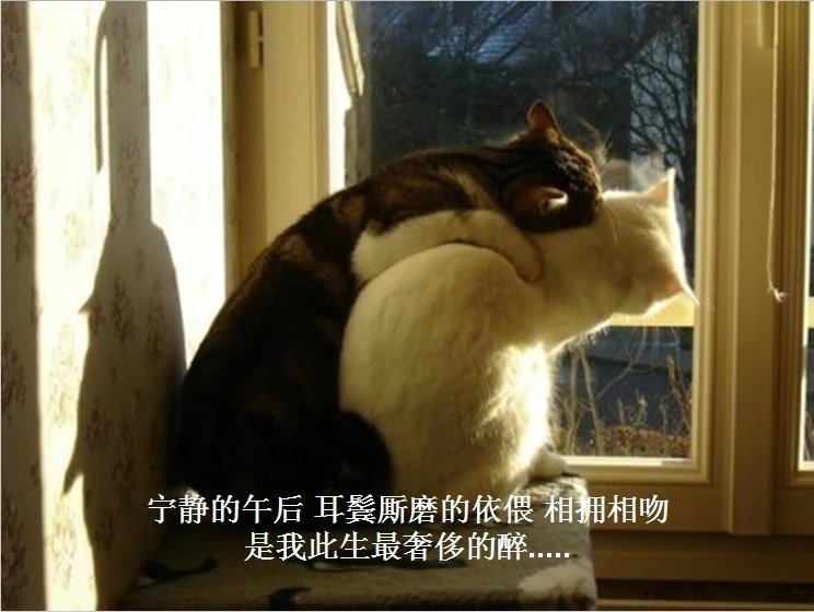 我只想说声爱你,只想再爱你一次