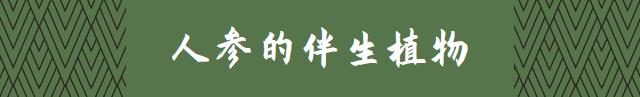 本草知识人参,本草中国视频感悟