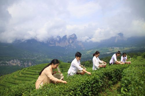 恩施硒茶宣传,恩施硒茶的发展优势有哪些