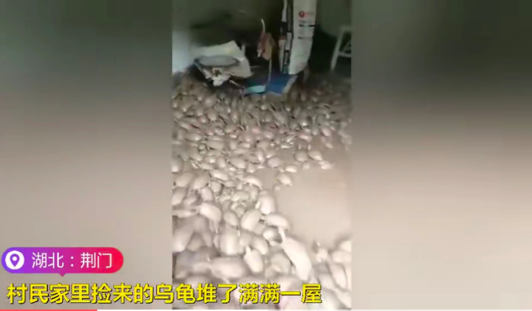 洪水侵袭,湖北荆门稻田里乌龟密密麻麻,当地老乡:发财了