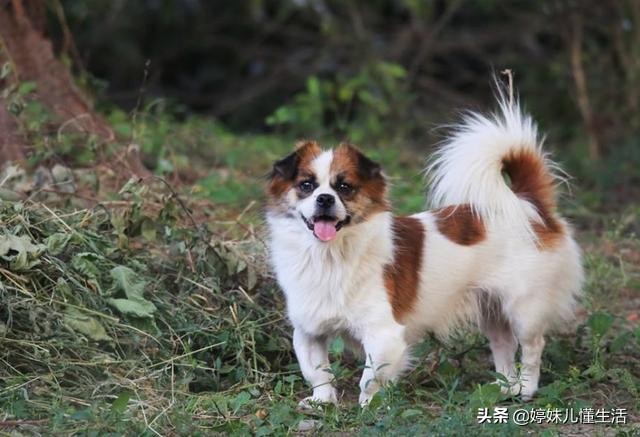 容易被抛弃的狗,哈士奇是最难养的狗吗