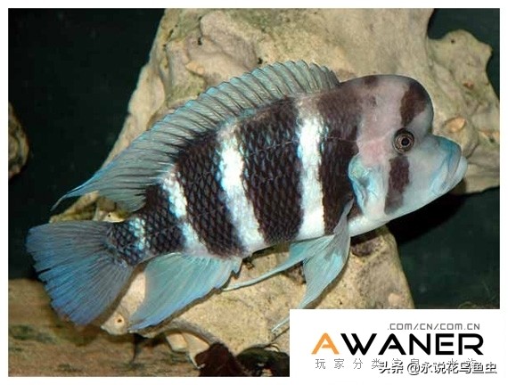 慈鲷鱼分类,慈鲷科鱼都是包括哪几种