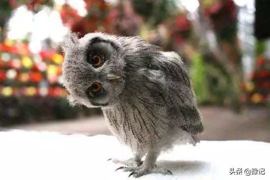 知否知否,那些鸟类的语言竟能预知福祸?