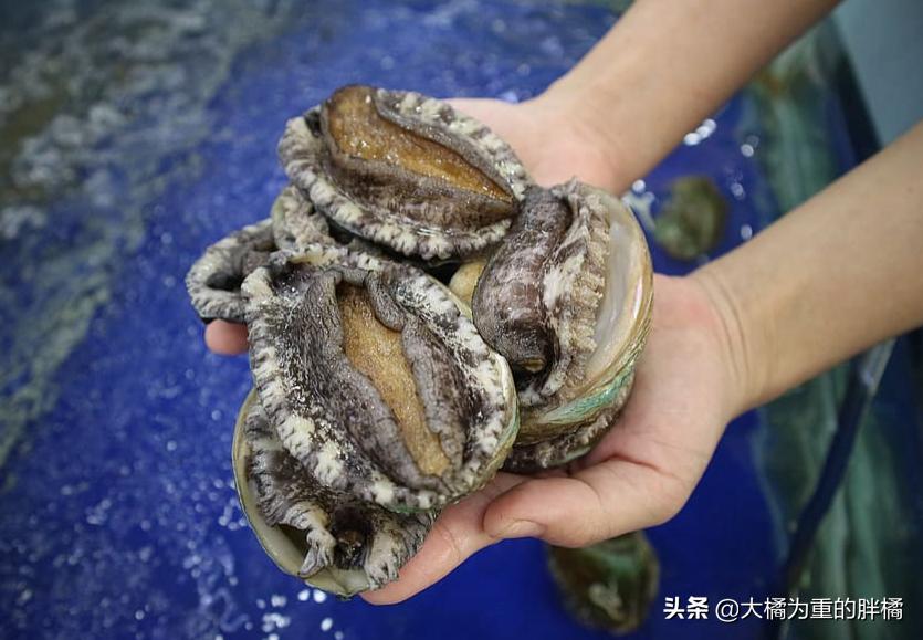 猫咪的八大传言,猫咪的五大未解之谜