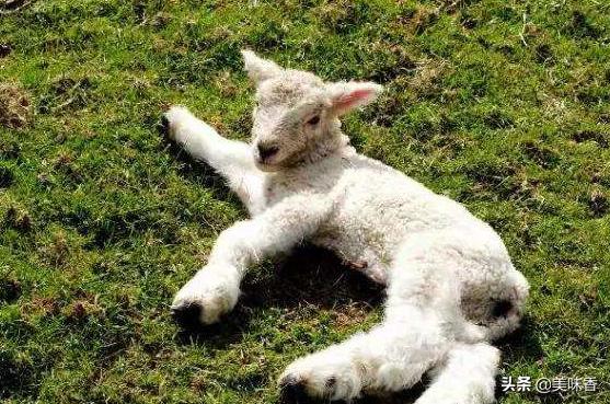 羔羊瘫软病怎样治疗,预防治疗羔羊软瘫病方法