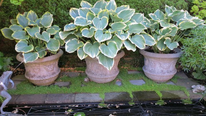 盆栽玉簪可以养在室内吗,玉簪花怎样养才能开花