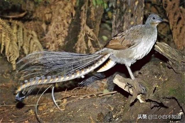 自然界中最伟大的语言学家，它模仿*技口**比鹦鹉厉害多了