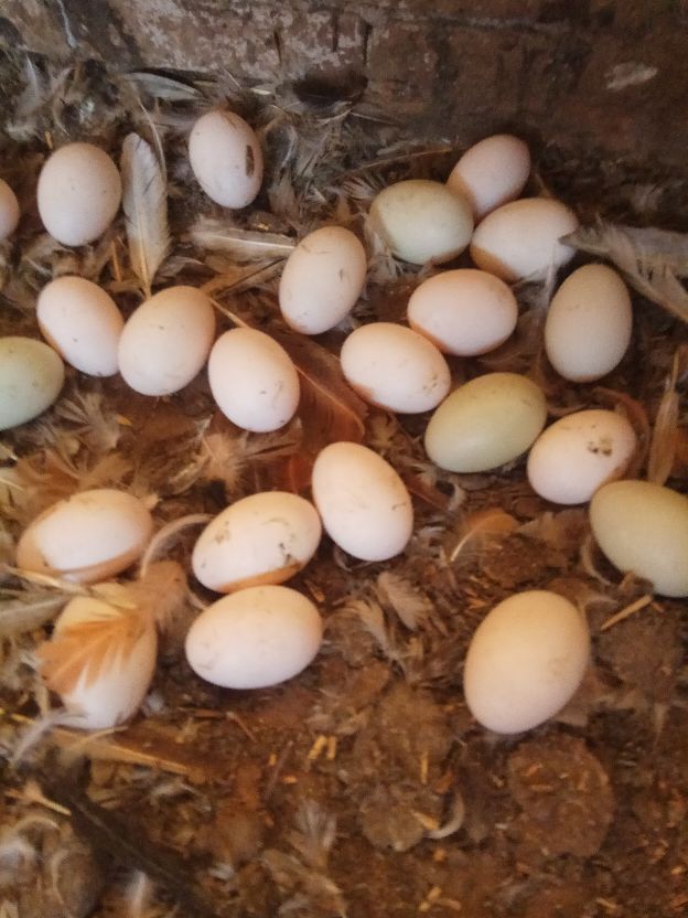 返乡创业农村生活现实记,农村生活与创业之路欢迎进来交流