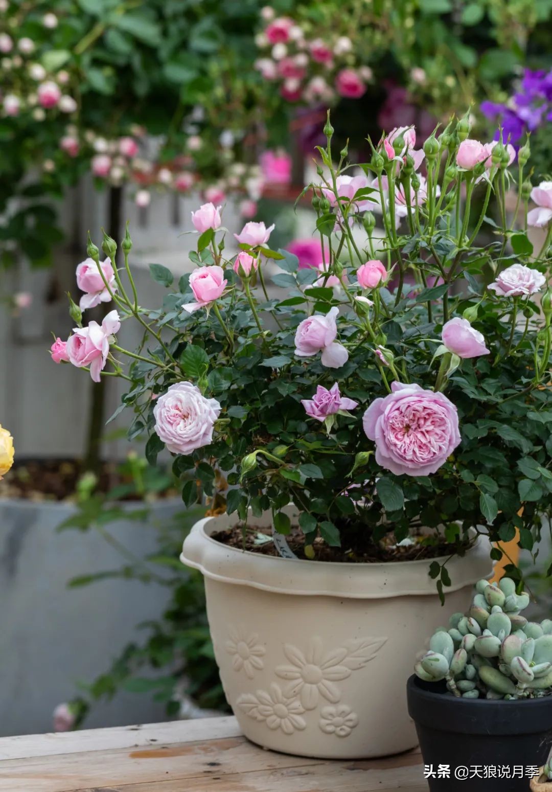 月季怎么抹芽最好,月季的抹芽方法