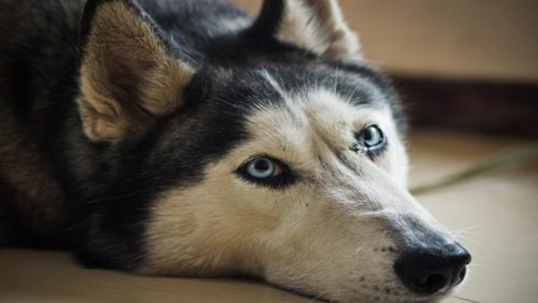 挑选哈士奇性格,挑选哈士奇幼犬技巧