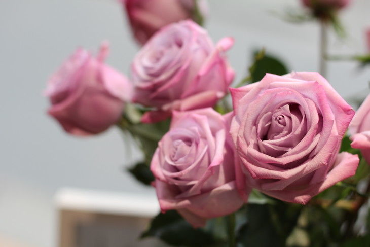 海洋之歌玫瑰花苗怎么养,如何养好盆栽海洋之歌玫瑰