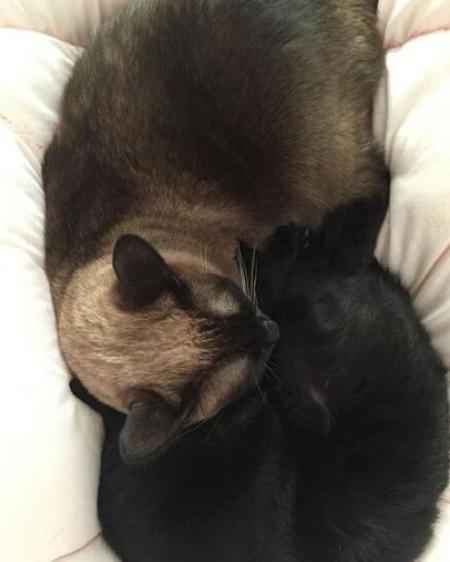 母猫更粘人还是暹罗猫更粘人,十大最干净最好养的猫暹罗猫