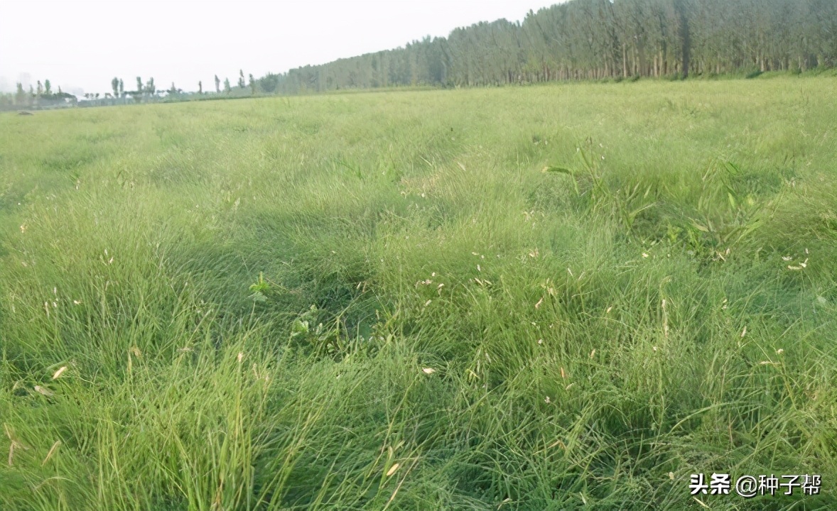 暖季型草坪有哪些,哪种暖季型草坪最适合在北方种植