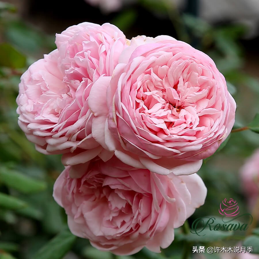 月季生病了可以不喷药自愈吗 (月季如何避免少生病)