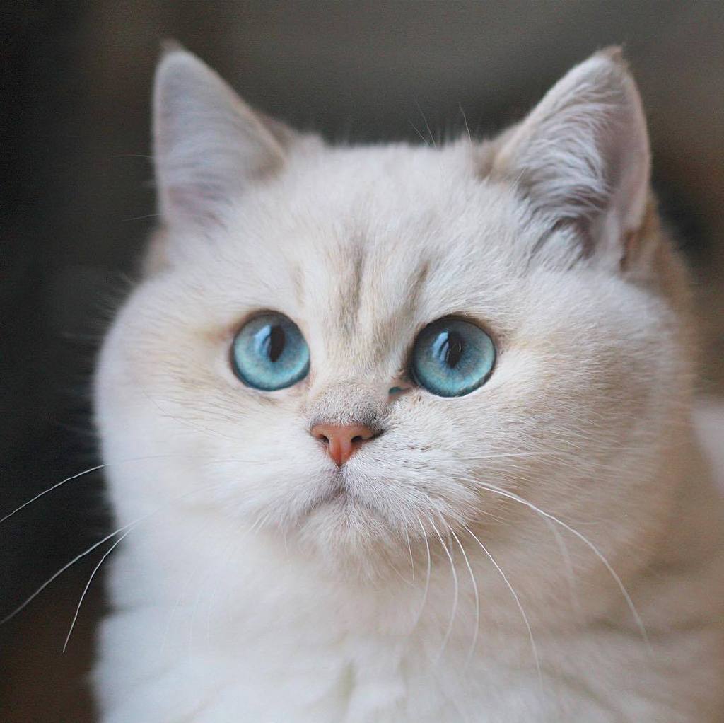 怎么养猫能既省钱又轻松呢,新手养猫做好3点轻松养好猫