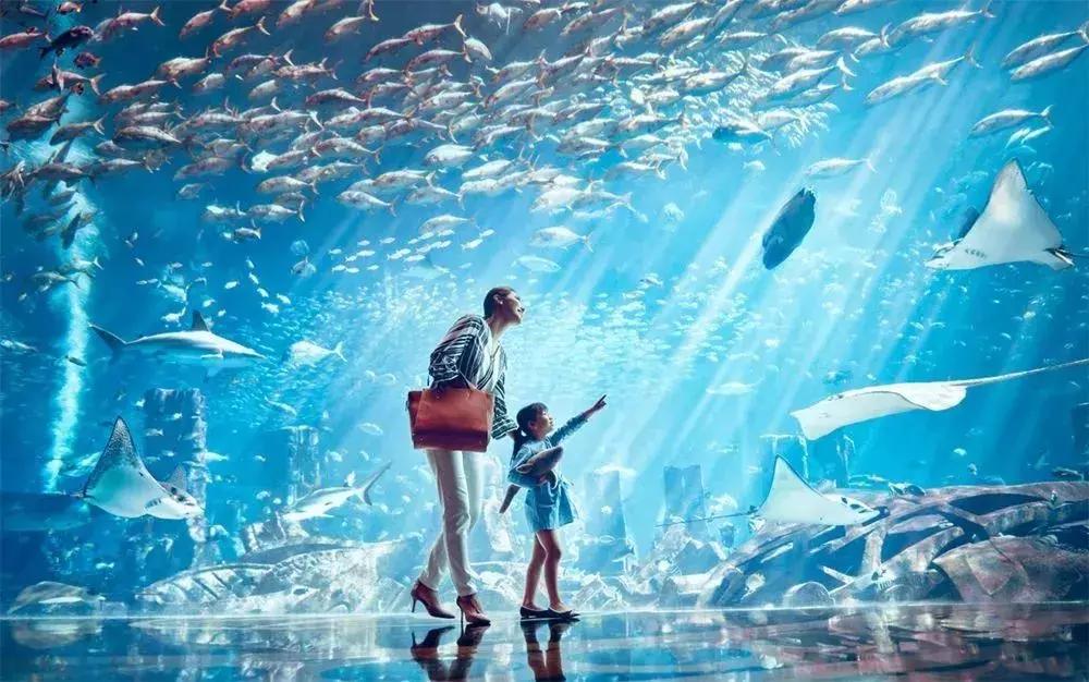 与海洋生物一起旅游,与海洋生物同游