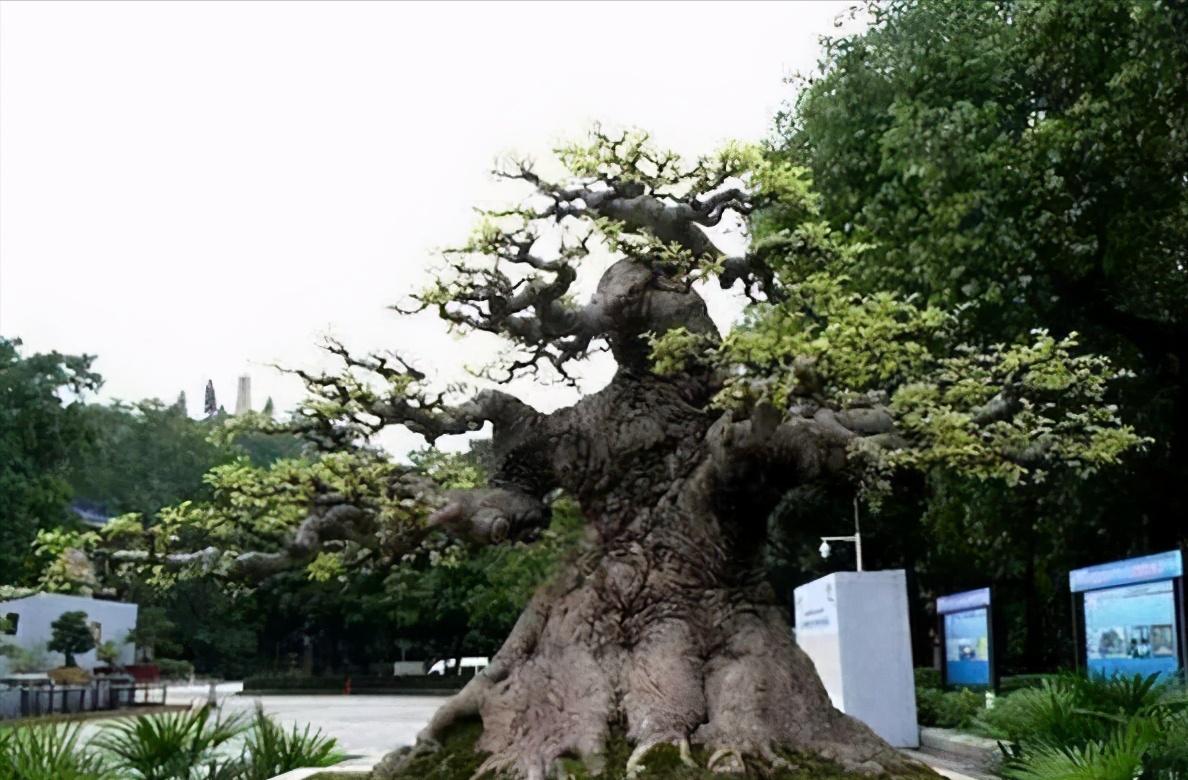 朴树下山桩上盆后如何裁枝,朴树适合种什么盆景