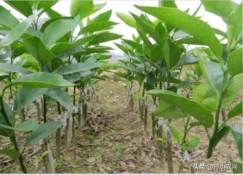 柑橘树迟迟不发芽,柑橘树开花不挂果