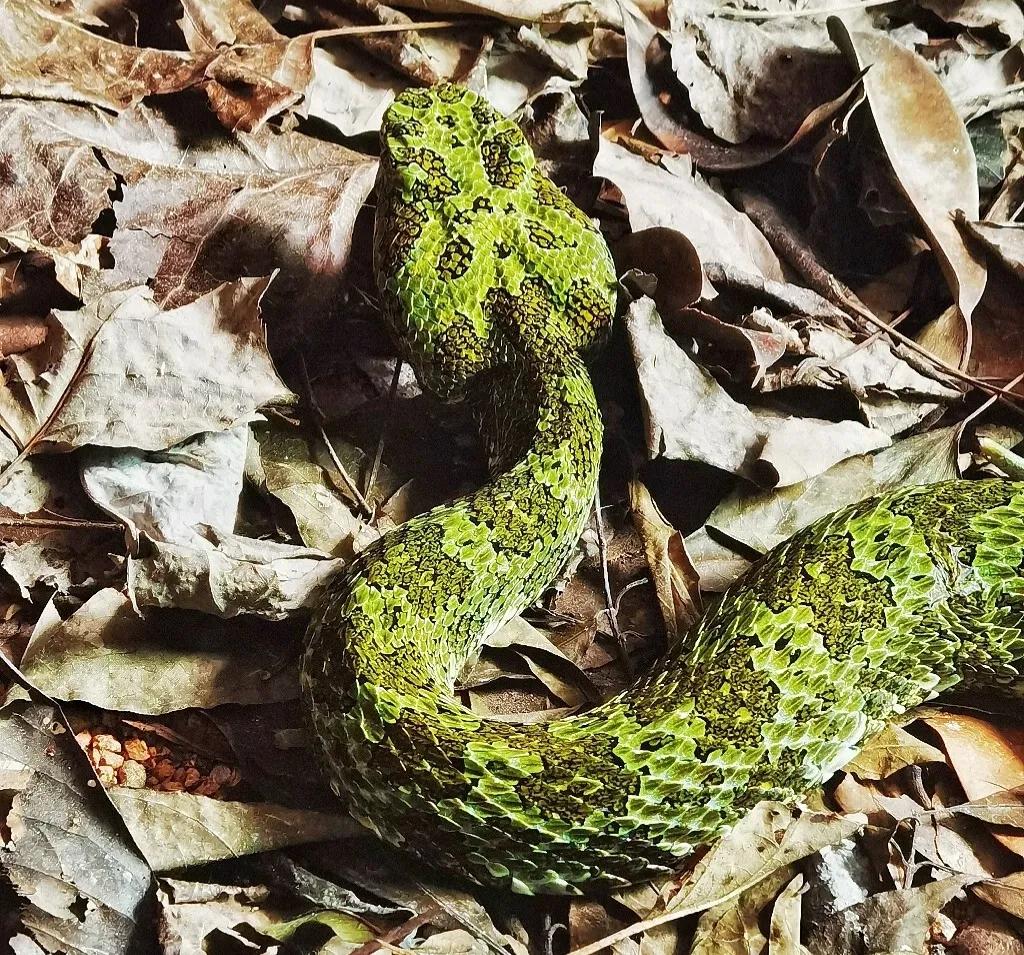 又稀有又毒又贵的蛇,黑背蛇多少钱一条