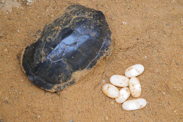 龟苓膏真假对比,真龟壳的龟苓膏