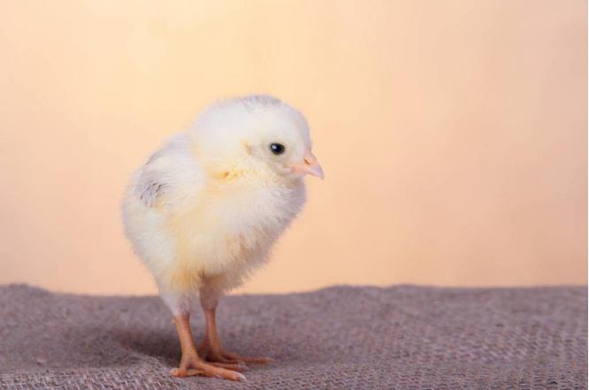 为什么小鸡爱吃石子,小鸡为什么吃石子作文150字