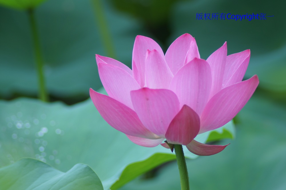 北京紫竹院的荷花：德国Pentacon与日本Minolta镜头实拍对比