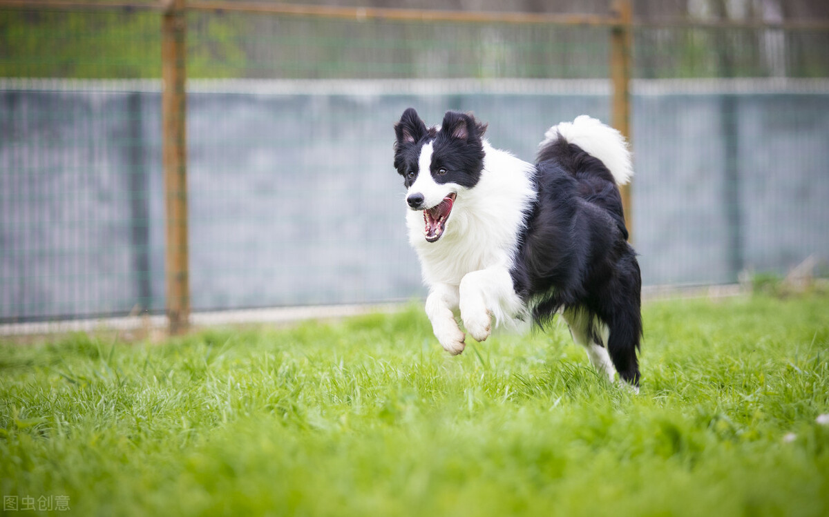 边牧果然是最聪明的,这就是传说中的智商第一的边牧么