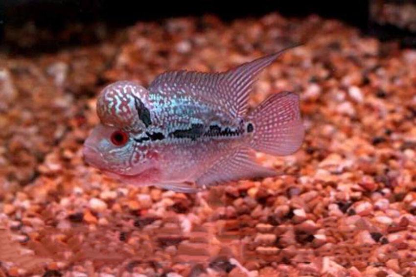 毒苗罗汉鱼饲养,罗汉鱼饲养教程上