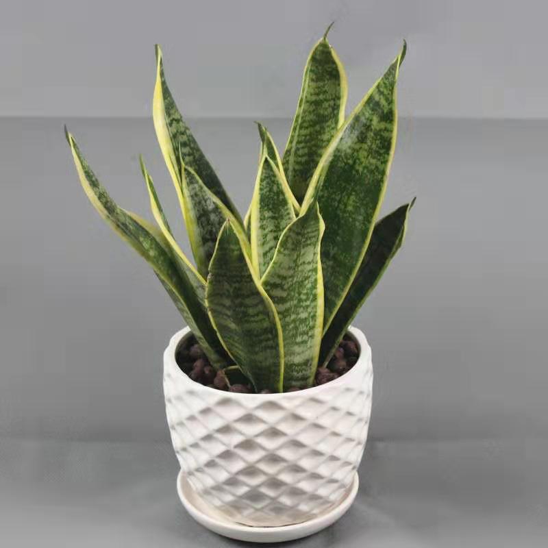 虎皮兰银脉能吸甲醛吗,金边虎皮兰吸收甲醛吗