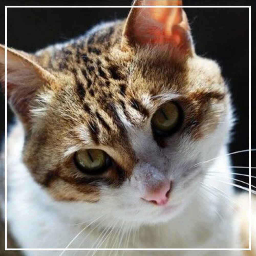 中华田园猫所有猫战斗力排行,猫界中战斗力最强的四大猫咪