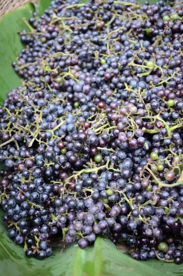 自己动手酿造葡萄酒心得,学做葡萄酒正宗做法