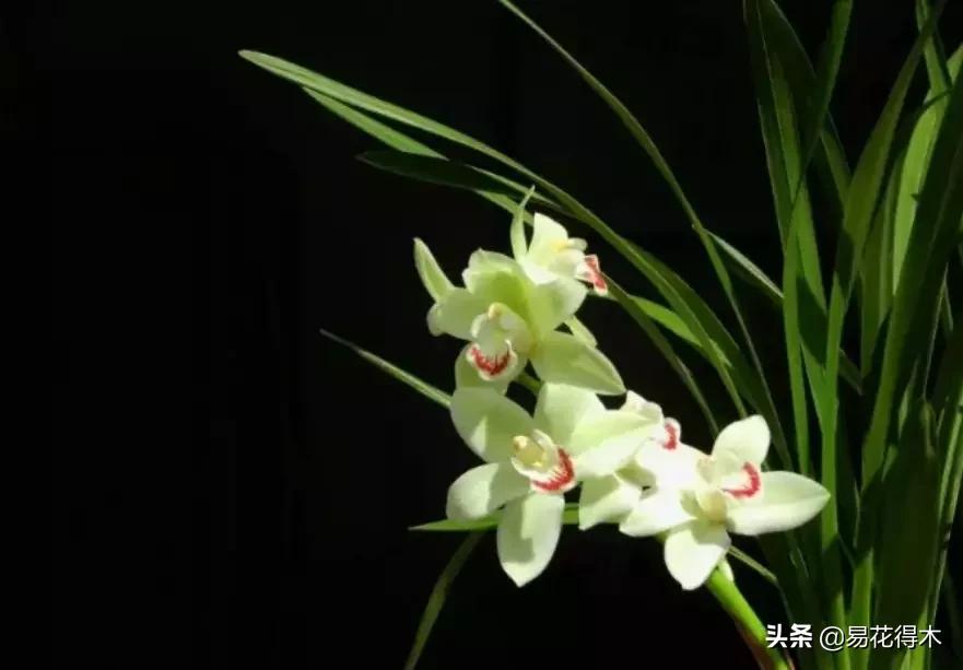 布袋兰花品种图片大全,我国特有的单种属珍稀濒危兰花