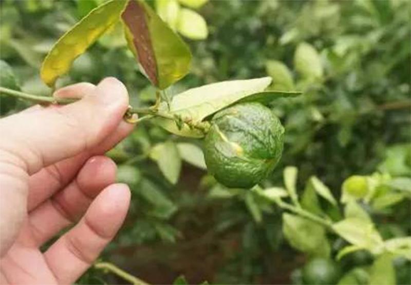 柑橘裂果高峰期什么时候,柑橘裂果最佳防裂方法