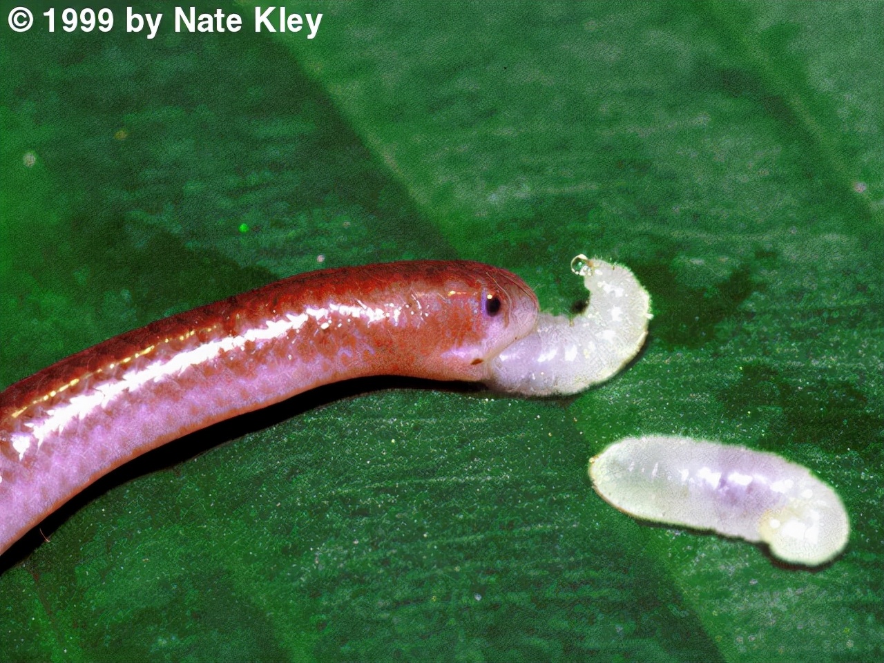 蛇能吞下比自己大多少倍的东西,蛇为什么能吞下比自己大的猎物