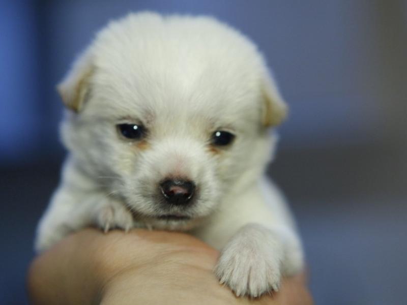 常见的养宠问题,养宠小知识驱虫