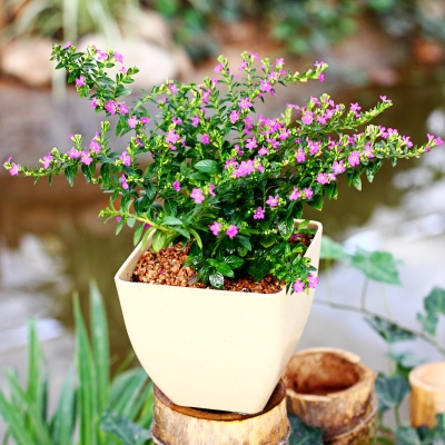 满天星绚烂,满天星的养护方法简写