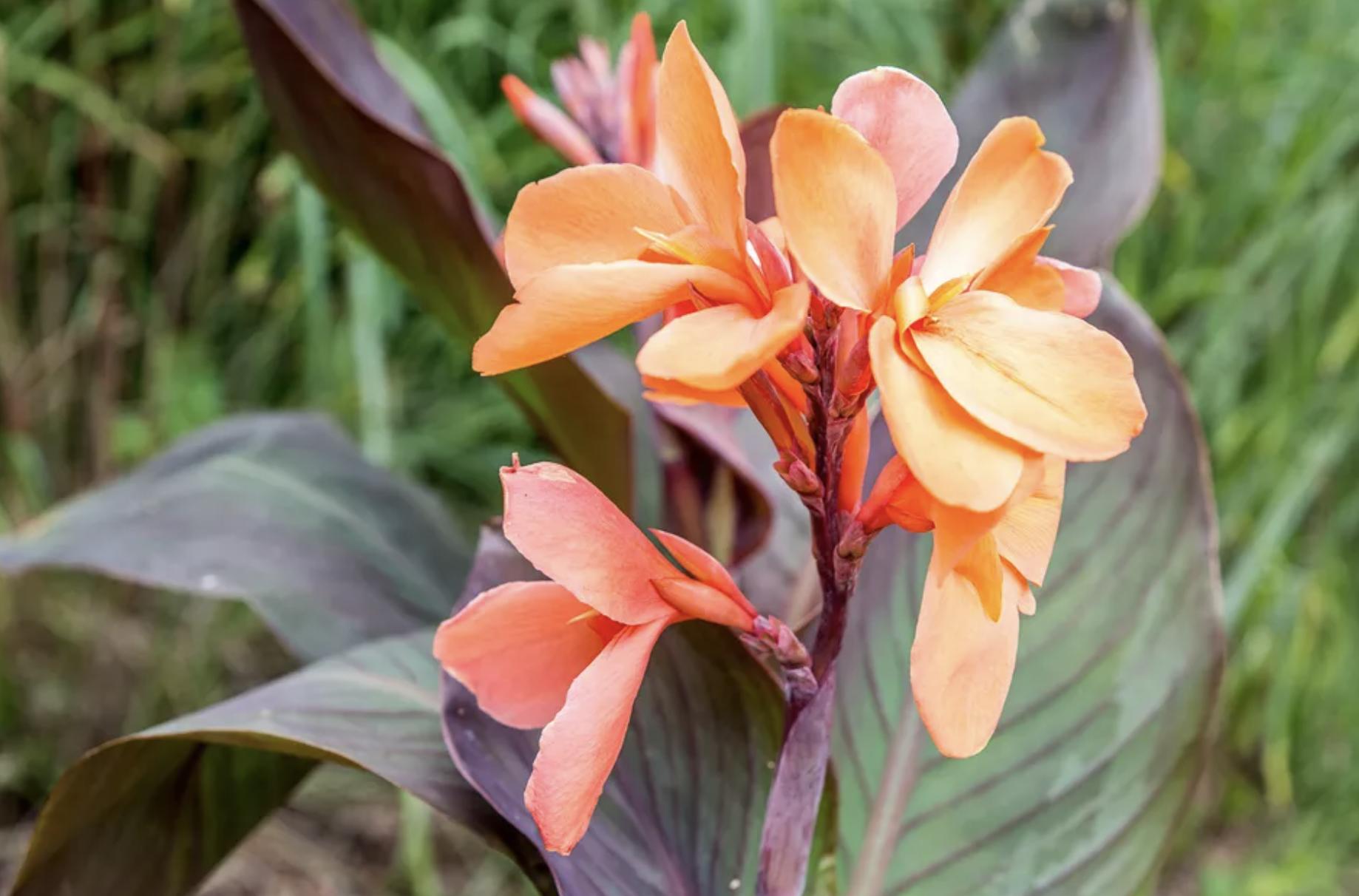 充满活力阳光的花,20种需要阳光的花