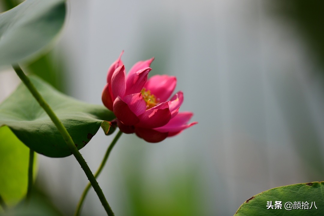 碗莲种藕生长到开花全过程,碗莲种植方法和时间图片