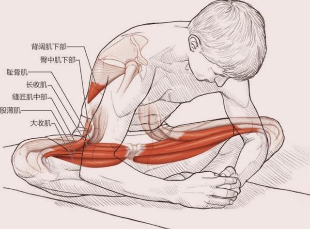 内收肌的多种练法,内收肌正确练法
