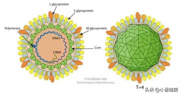 taf替诺福韦进口药和国产药的区别,taf替诺福韦作用原理