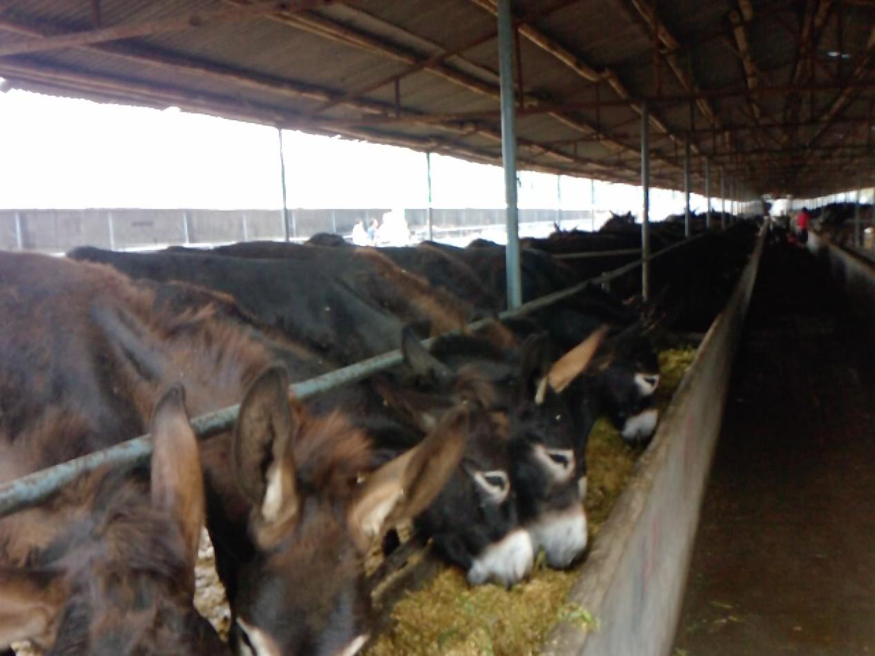 养殖毛驴的前景如何,毛驴养殖条件是什么