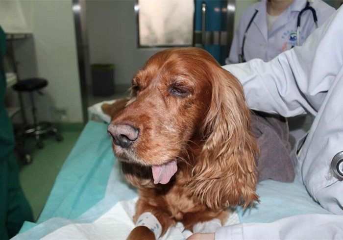 狗狗噎住了什么症状,狗狗噎着了是什么症状表现