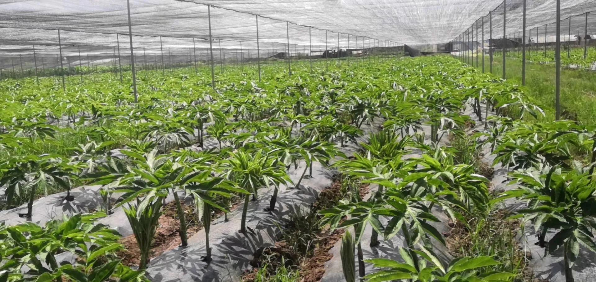 魔芋什么时候采收最好,魔芋栽培用啥肥料好