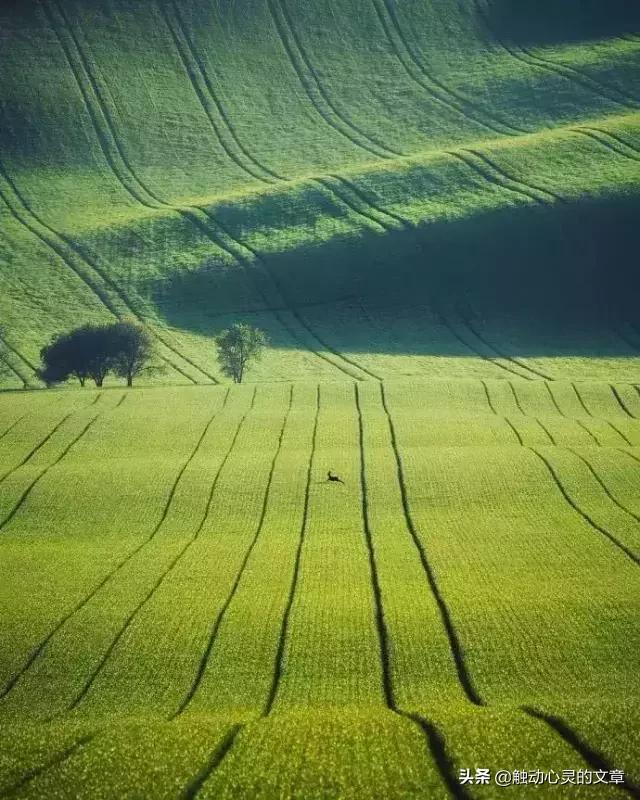 插花的心情优美的说说,个性签名说说心情短语