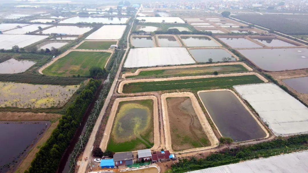 果园养鸡循环农业,农场生态循环养殖