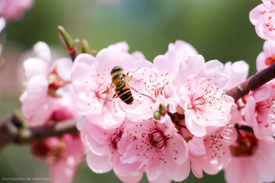 武汉是世界面积最大的一个市,武汉面积最大的小区